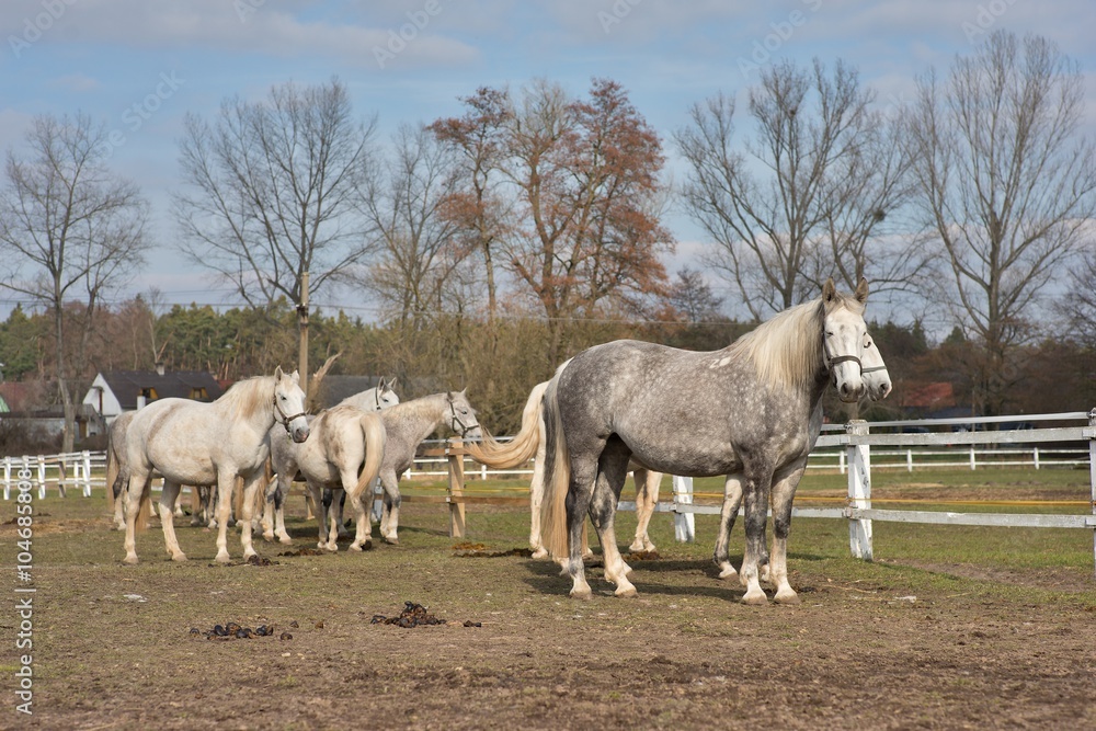 White horses grazing in the corral in Czech Republic. Detailed Picture of the white horse outside on the pasture land in the spring. Breed of horse is Kladrubsky horse one of oldest races in Europe.