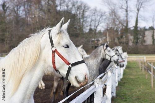 White and grey horse heads portrait in row by the fence in the horse farm. Detailed Picture of white horses kladrubsky race one of oldest european races of horses. Heritage of Czech Republic.