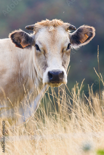 Fototapeta Naklejka Na Ścianę i Meble -  Portrait of a Cow