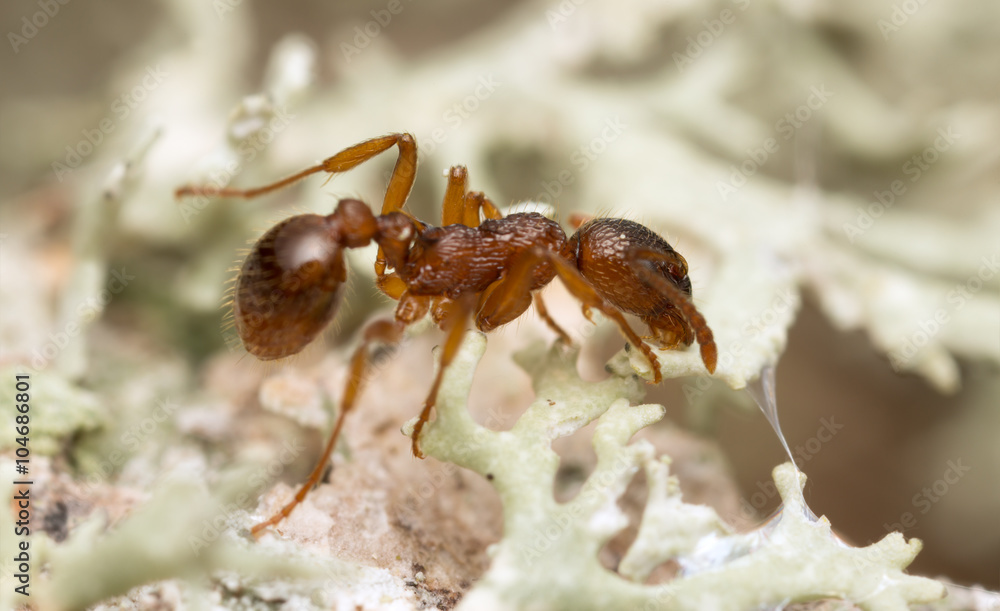 Myrmica ant on lichen
