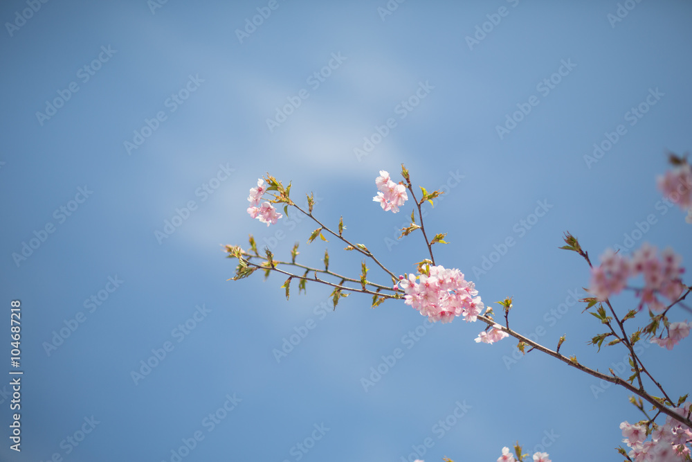 桜 桜