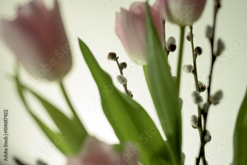 Tulipany © patryk77