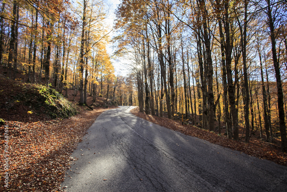 Strada nel bosco all'alba