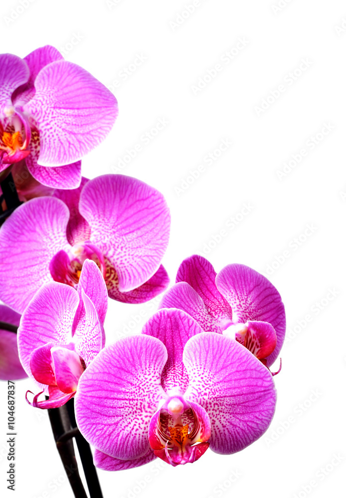 orchid isolated on white orchid isolated on white