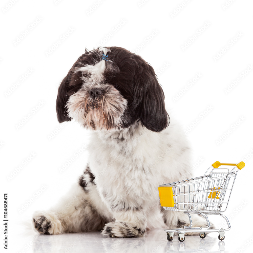 dog with shopping cart isolated on white dog with shopping cart isolated on white