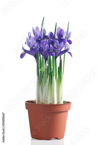 iris fioriti in vaso su sfondo bianco