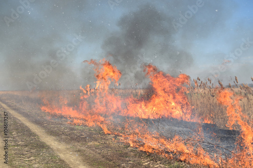 Wallpaper Mural Burning dry grass and reeds Torontodigital.ca