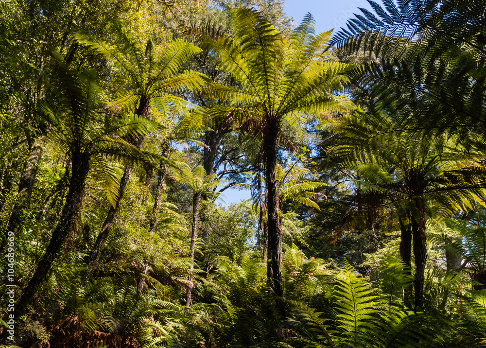 giant ferns growing in rainforest in New Zealand giant ferns growing in rainforest in New Zealand