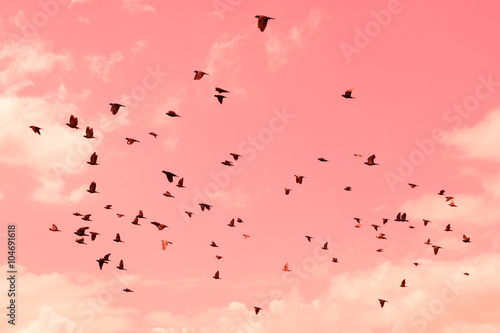 Pigeons were flying in the pink sweet sky.