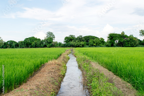 Fototapeta Naklejka Na Ścianę i Meble -  Green Rice field and Water canal in the middle