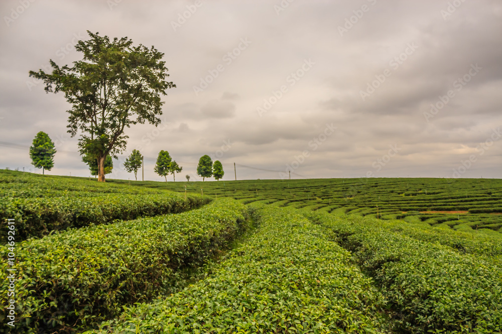 choui fong tea plantation