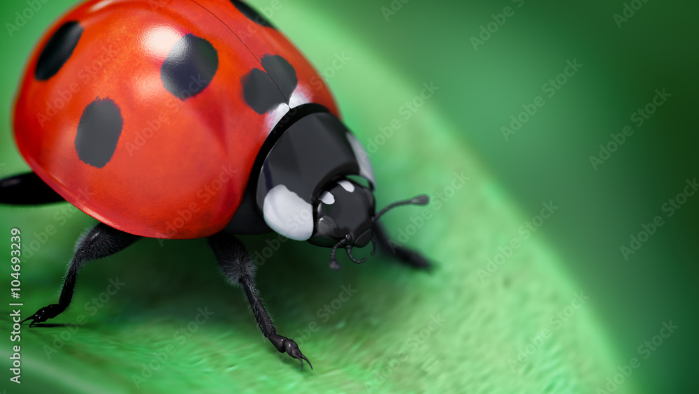 Naklejka premium ladybug