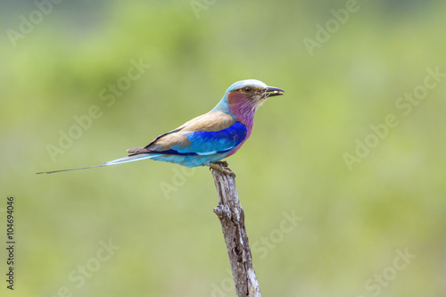 Lilac-breasted roller in Kruger National park, South Africa © PACO COMO