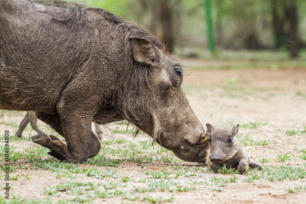 common warthog in Kruger National park, South Africa common warthog in Kruger National park, South Africa