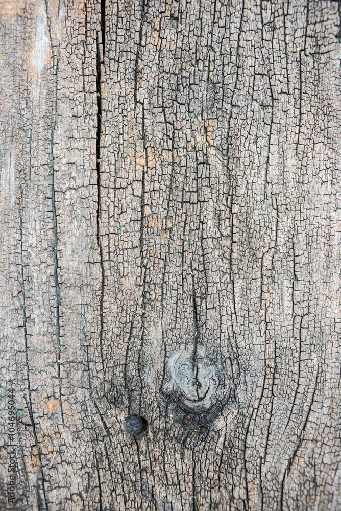 Bark tree texture with flower Bark tree texture with flower