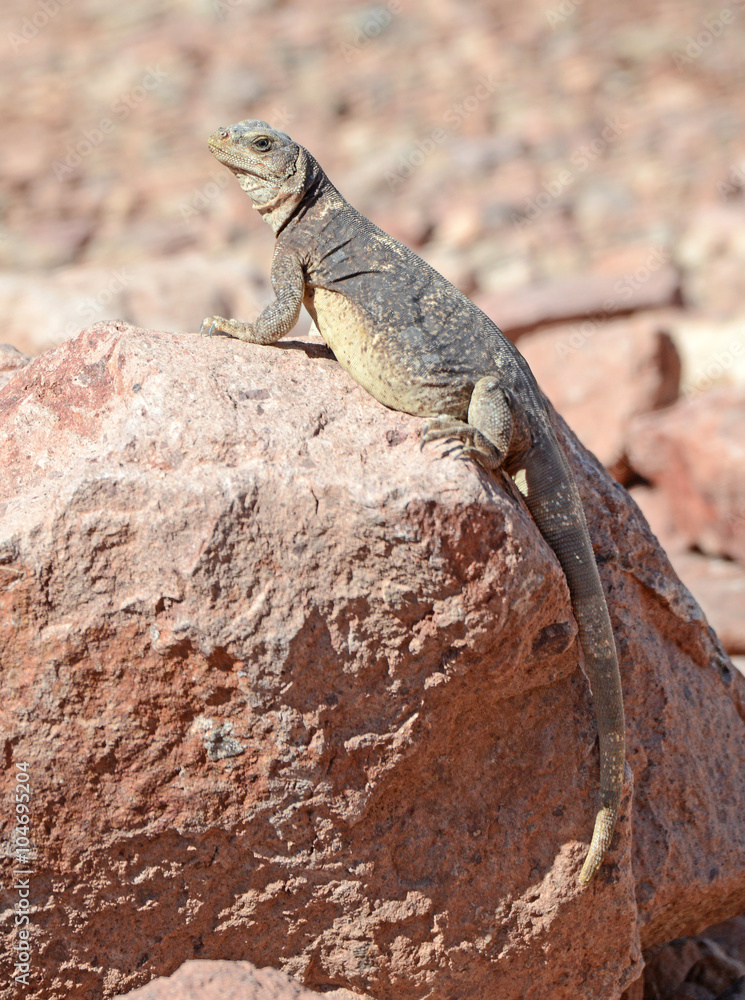 Chuckwalla lizard, native to the deserts of the southwest USA and Mexico Chuckwalla lizard, native to the deserts of the southwest USA and Mexico