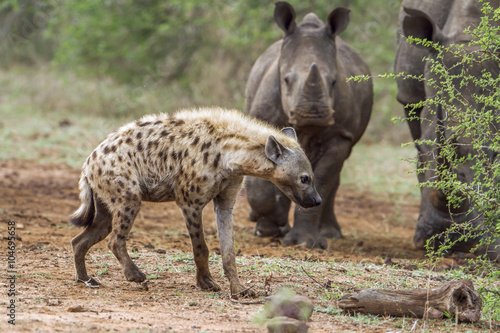 Spotted hyaena and white rhinoceros in Kruger National park, Sou © PACO COMO