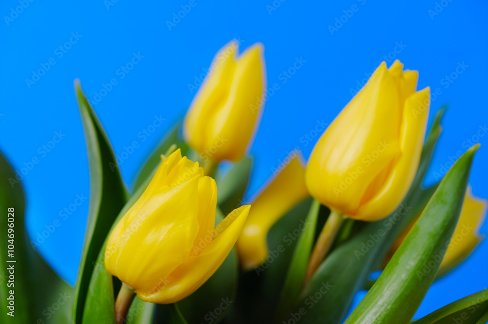 Yellow, fresh tulips are on a blue background. Yellow, fresh tulips are on a blue background.