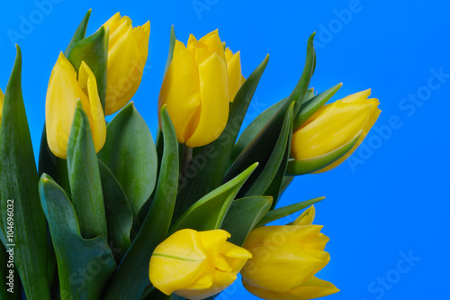 Yellow  fresh tulips are on a blue background.