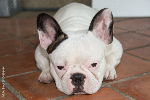 Front side French bulldog looks smart