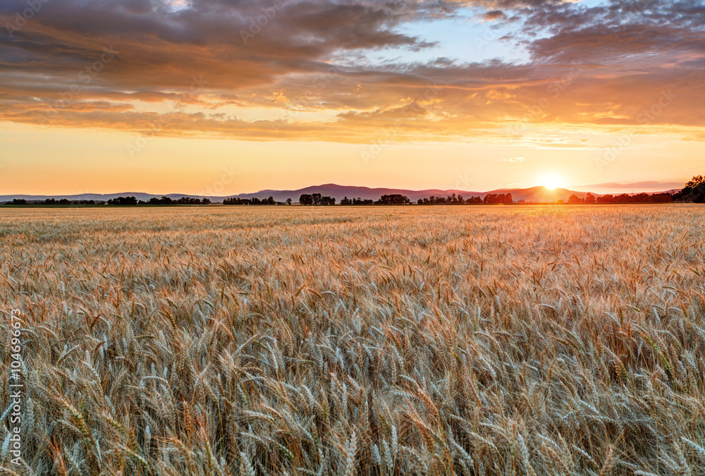 Wheat field at sunset