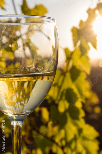 glass of wine in a vineyard photo