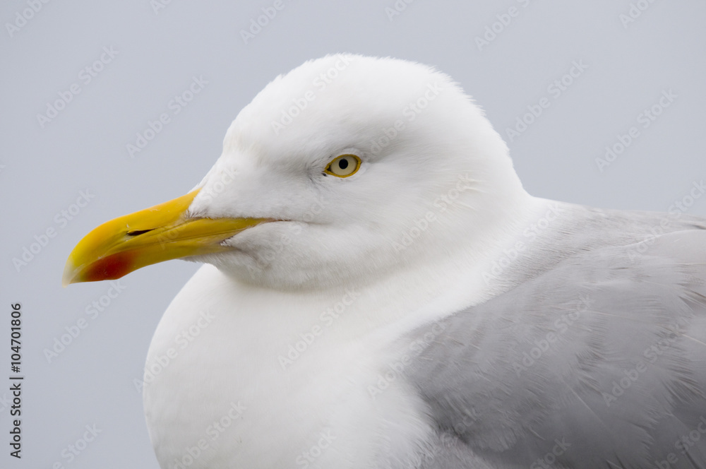 Obraz premium Portait of Herring gull head, larus argentatus