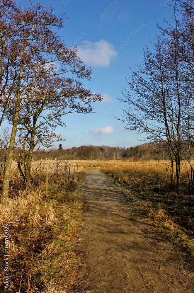 Pathway through wetland, Noerremoelle Meadows, Nørremølle Enge, Viborg, Denmark