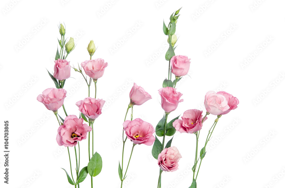 Obraz premium Beautiful pink eustoma flowers isolated on white background