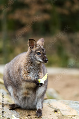 Closeup of a Red-necked Wallaby