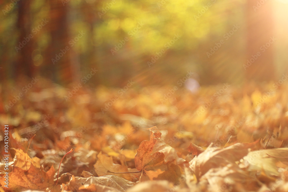 background autumn leaves in the park, nature background autumn leaves in the park, nature