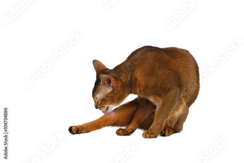  Funny Abyssinian Cat lick fur isolated on White