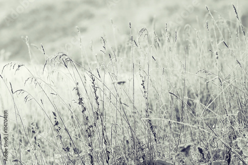 Wallpaper Mural landscape winter forest in hoarfrost background Torontodigital.ca