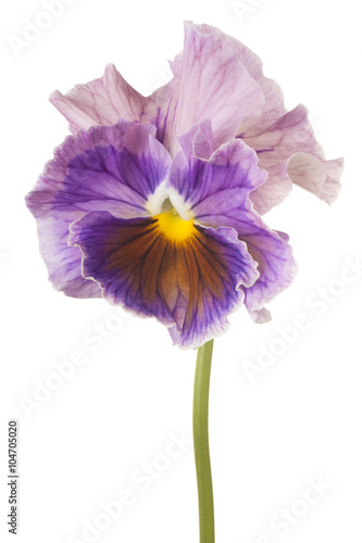 Fototapeta Naklejka Na Ścianę i Meble -  pansy