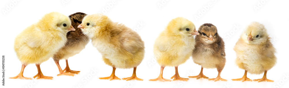  newborn chickens
