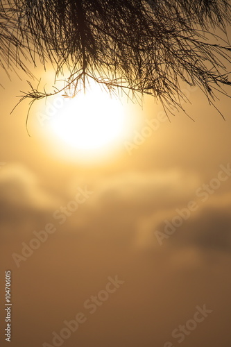 Pine twig on sunset background, It blurred © toptodown
