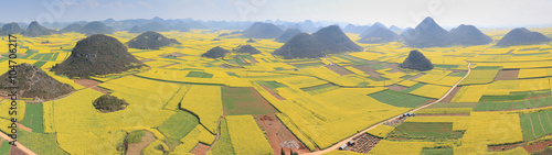 Rapeseed flowers of Luoping in Yunnan China photo