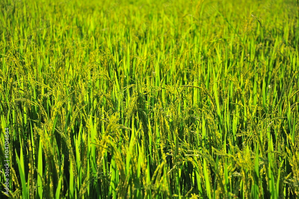 Rice Paddy Fields in Green Season Rice Paddy Fields in Green Season