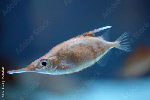 Closeup of a longspine snipefish