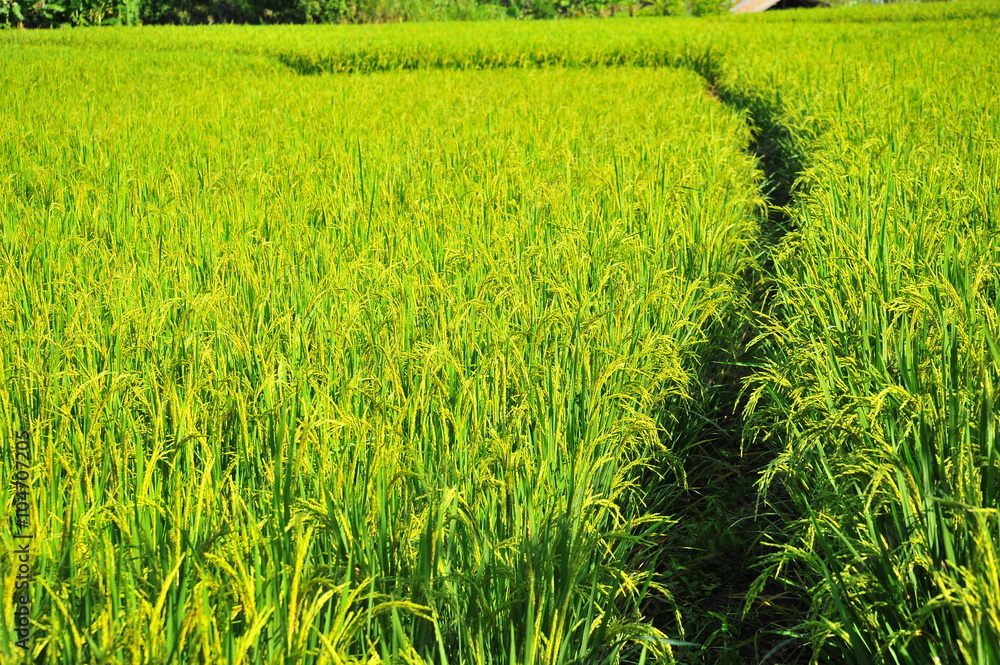 Obraz premium Rice Paddy Fields in Green Season