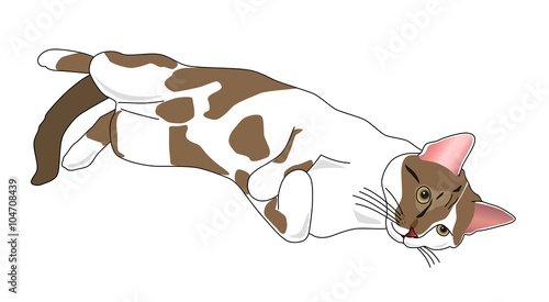 Relaxing cat