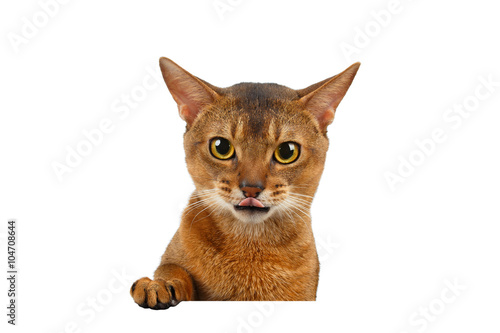 Schilderij op canvas Closeup Abyssinian Cat Curiously Looking in Camera, front desk