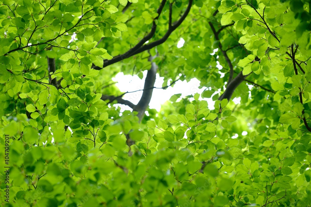Fototapeta premium Leaves close-up. Spring forest in the Netherlands