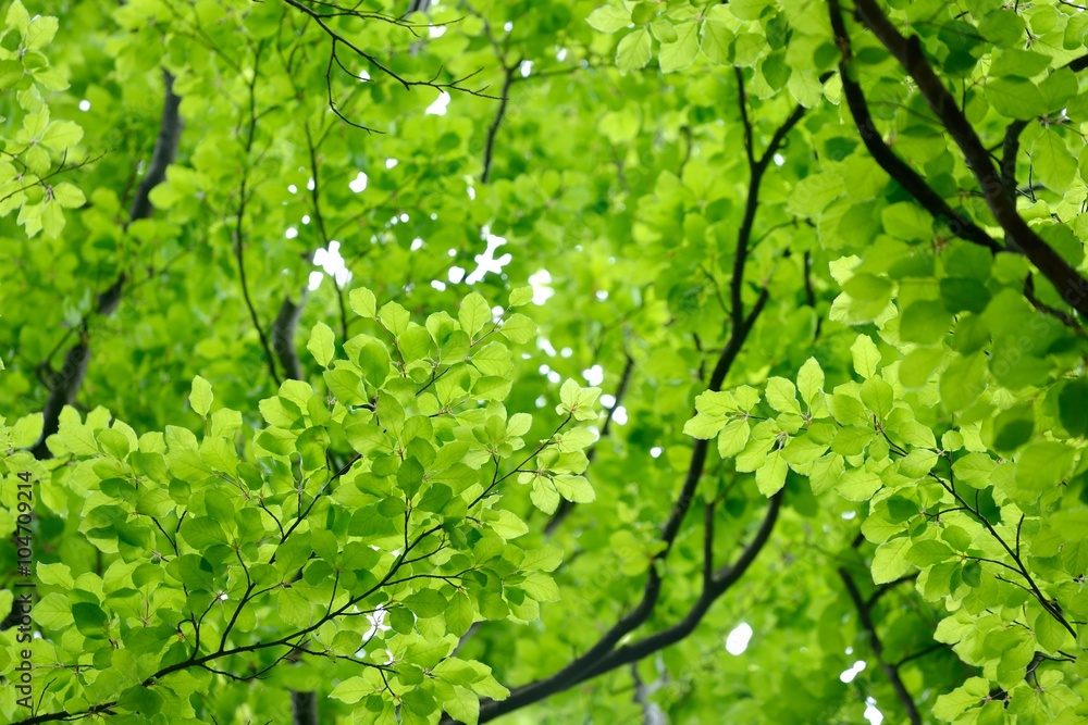 Naklejka premium Leaves close-up. Spring forest in the Netherlands