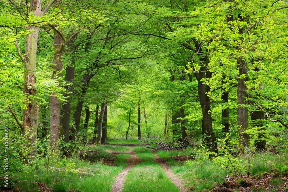 Walkway in a spring forest in the Netherlands - obrazy, fototapety, plakaty 