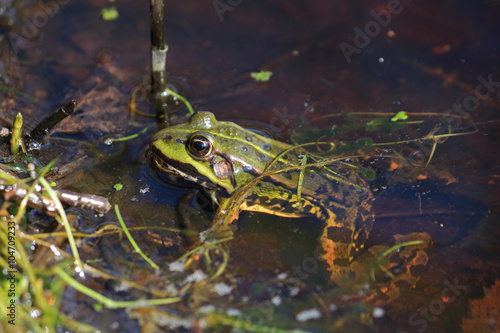 Teichfrosch