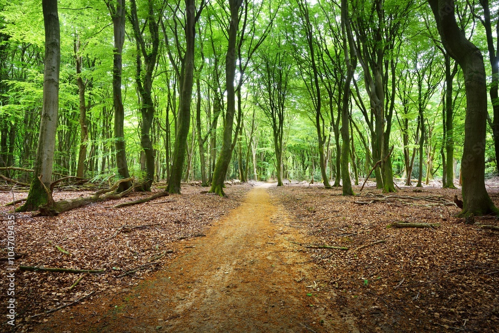 Fototapeta premium Walkway in a spring forest in the Netherlands