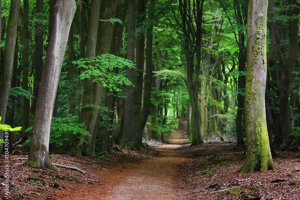 Fototapeta premium Walkway in a spring forest in the Netherlands