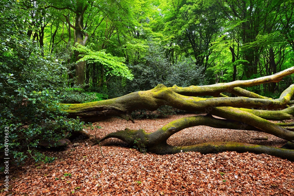 Fototapeta premium Spring forest in the Netherlands