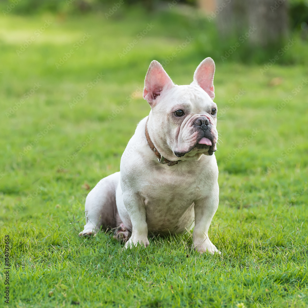 french bulldog on  grass field